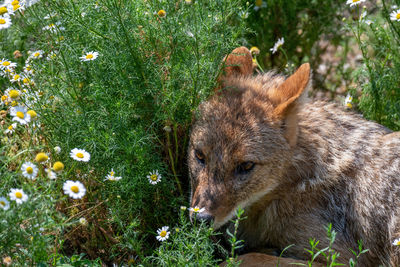 Close-up of an animal on grass