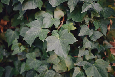 Close-up of leaves