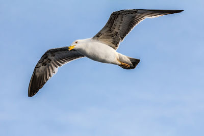 Low angle view of eagle flying in sky