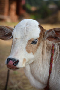 Beautiful little calf at dairy farm. newborn baby cow