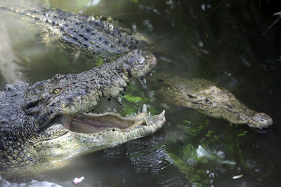 High angle view of crocodile swimming in sea