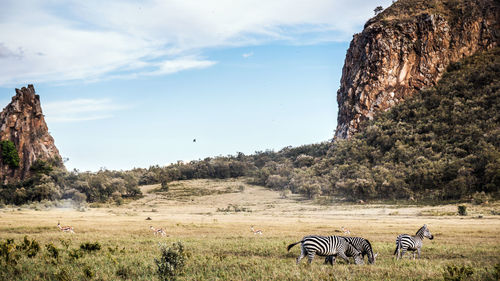 View of a horse on field