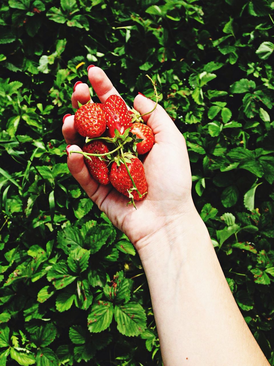 person, personal perspective, fruit, part of, holding, freshness, food and drink, cropped, red, leaf, human finger, unrecognizable person, food, healthy eating, growth, close-up, plant