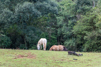 Horses in a field