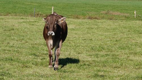 Cow in a field