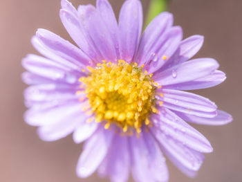 Close-up of purple flower