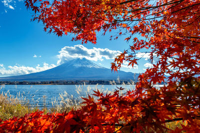 Scenic view of tree against sky during autumn