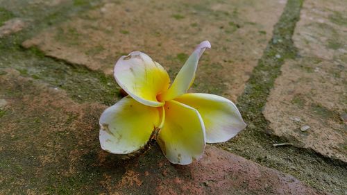 High angle view of white flowering plant