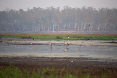 View of birds in lake