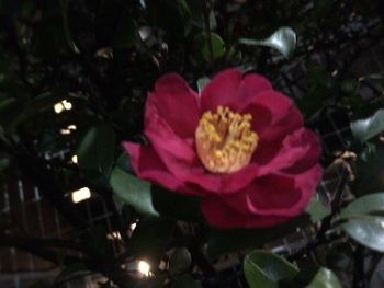 Close-up of pink flower blooming outdoors