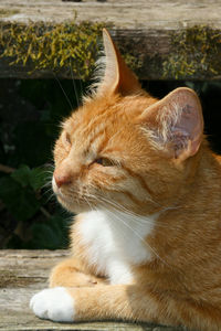 Red and white tabby domestic cat lies on a wooden staircase in the garden, looks into the distance