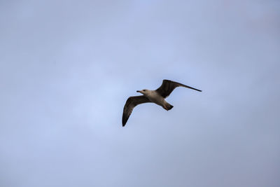 Low angle view of seagull flying in sky