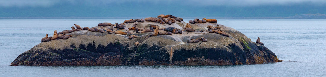 View of crab on rock by sea