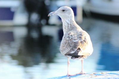 Close-up of seagull perching outdoors