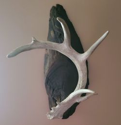 Close-up of bird against gray background