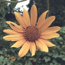 Close-up of flower against blurred background