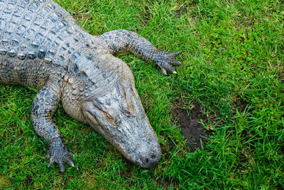 Close-up of crocodile on grassy field