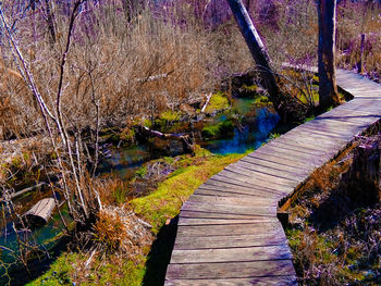 Footpath amidst trees in forest during autumn