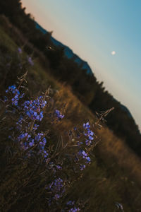 Close-up of purple flowers against sky