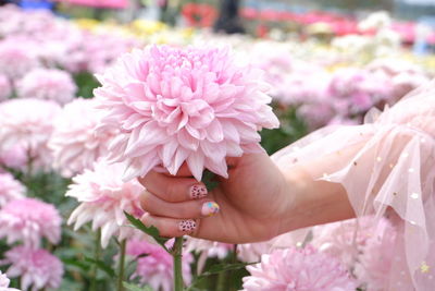 Close-up of hand holding pink flowering plant