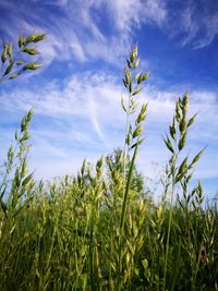 Plants growing on field against sky