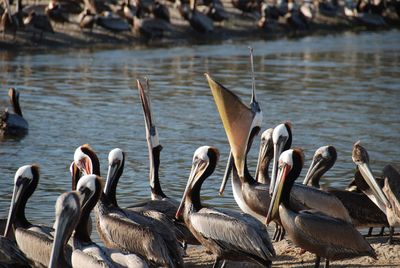 Pelicans at the beach