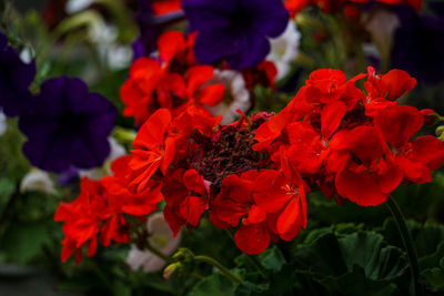 Close-up of red flowering plants