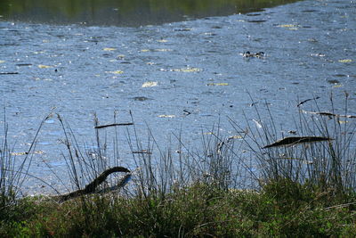 Ducks in water