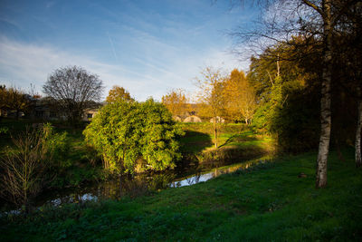 Trees on grassy field
