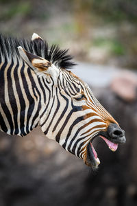 Close-up of zebra with mouth open