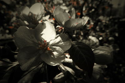 Close-up of flowering plant leaves