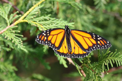 Butterfly on leaf