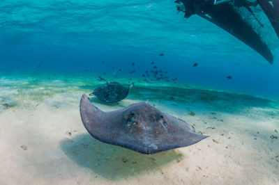 Stingray swimming under boat towards camera