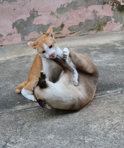 Playful cats on street