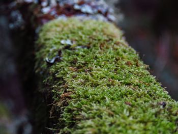 Close-up of moss growing on plant