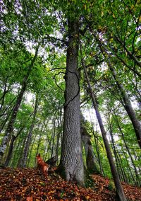 Low angle view of lizard on tree trunk