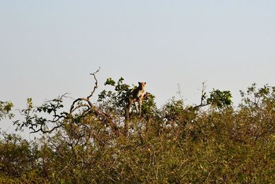 Low angle view of flowering plants against clear sky