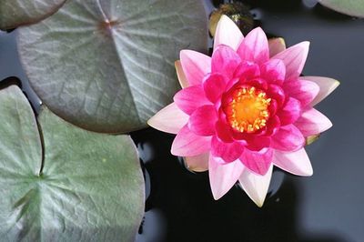 Close-up of lotus water lily in pond