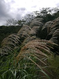 Plants growing on field against sky