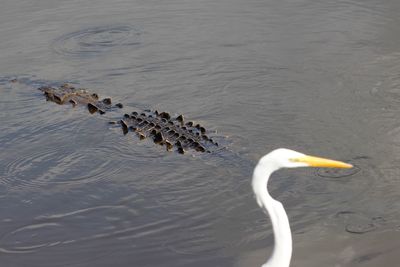 High angle view of duck swimming in lake