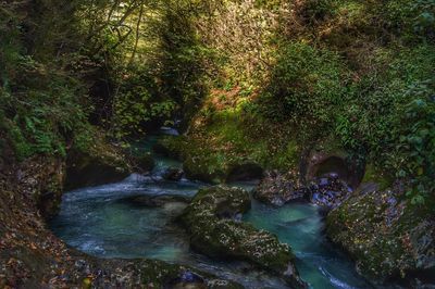 Close-up of water flowing through trees