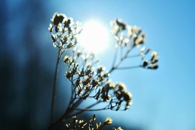 Low angle view of flowering plant against blue sky