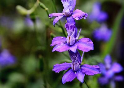 Close-up of purple flowers blooming outdoors