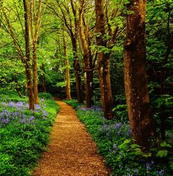 Footpath amidst plants and trees in forest