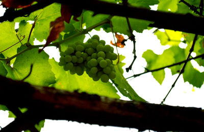 Low angle view of fruits on tree