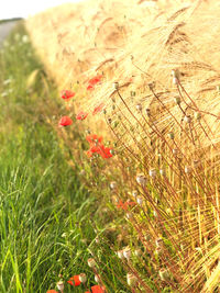 Close-up of flowering plants on field