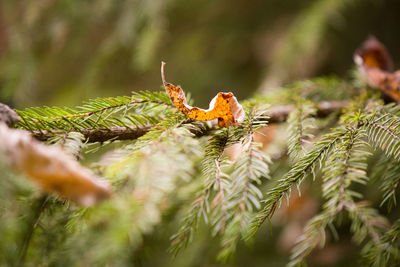 Close-up of insect on plant