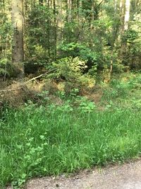 Trees growing in forest