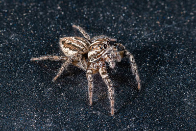 Close-up of spider