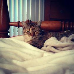 Cat sleeping on bed